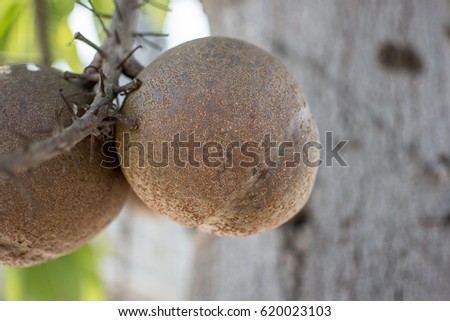 Bael fruit