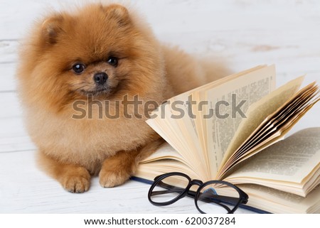 Clever pomeranian dog with a book. A dog sheltered in a blanket with a book. Serious dog with glasses