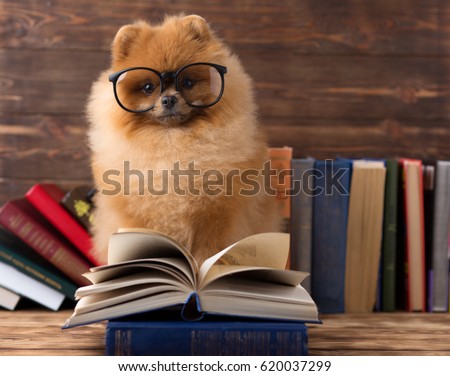 Clever pomeranian dog with a book. A dog sheltered in a blanket with a book. Serious dog with glasses. Dog in a library Royalty-Free Stock Photo #620037299