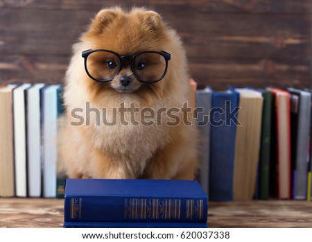 Clever pomeranian dog with a book. A dog sheltered in a blanket with a book. Serious dog with glasses. Dog in a library Royalty-Free Stock Photo #620037338