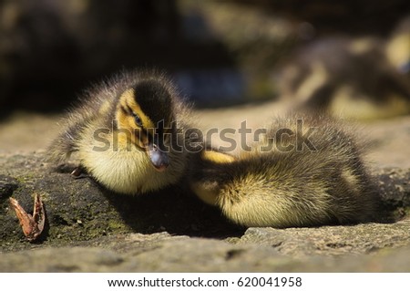 Ducklings in the sun