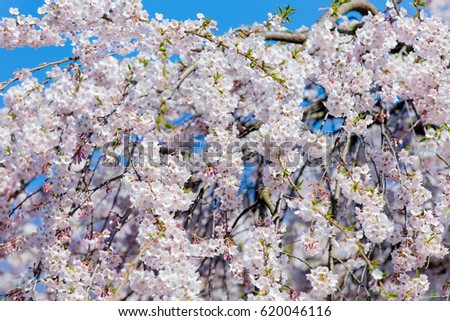 photo of beautiful blooming tree on the wonderful clear sky background