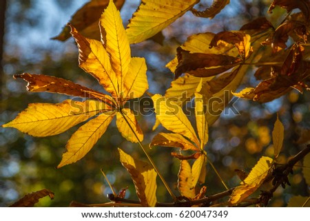 Dry autumn leaves on a tree