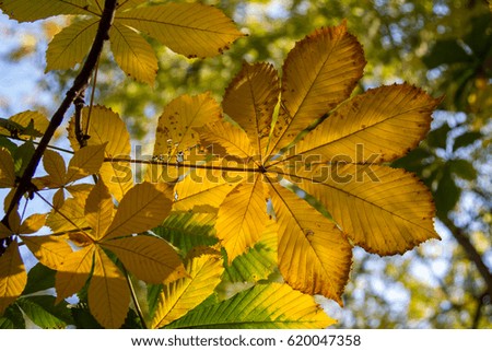 Aerial autumn yellow maple leaf