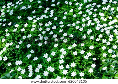 photo of beautiful white blooming Vinca Minor flowers with wonderful petals