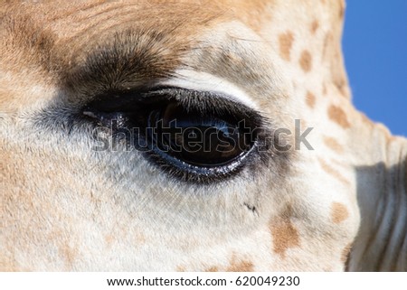 eye of griaffe in close-up