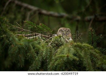 It is the smallest owl in Europe. It occurs mainly in northern Europe. But also in Central and Southern Europe. In some mountain areas.