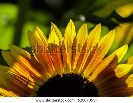 Front view of half a sunflower