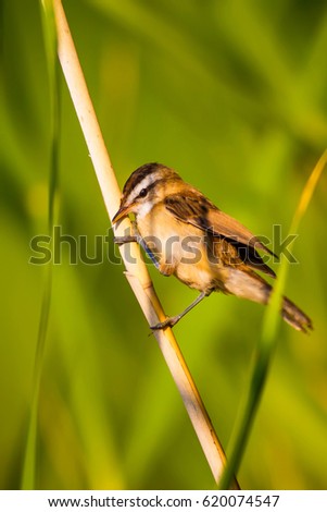 Green nature background and cute bird.
Sedge Warbler / Acrocephalus schoenobaenu