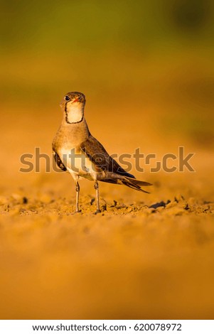 Bird and yellow dry nature background. 
Collared Pratincole / Glareola pratincola