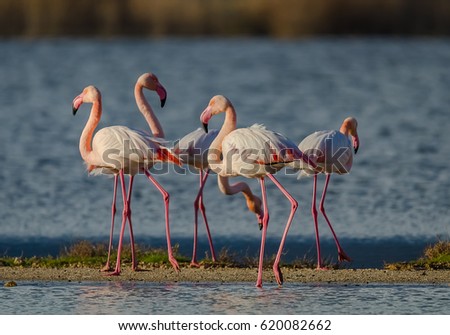 Flamingo in Kos island Greece