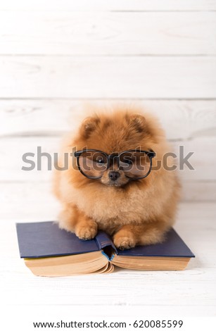 Clever pomeranian dog with a book. A dog sheltered in a blanket with a book. Serious dog with glasses