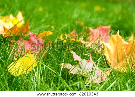 Fallen leaves on the bright green grass. Shallow depth of field