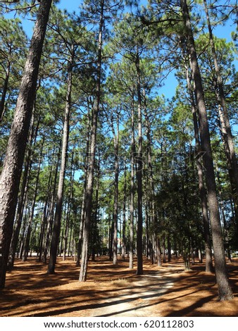 A forest of tall Pine trees in North Carolina. Royalty-Free Stock Photo #620112803