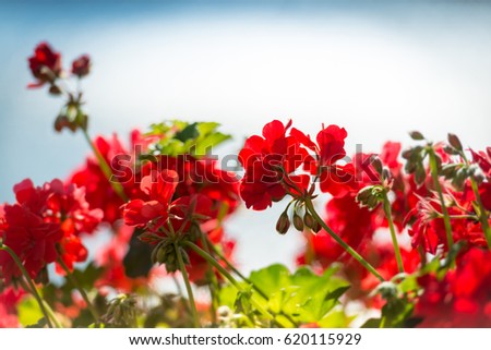 Red flowers in foreground and blue sky in background