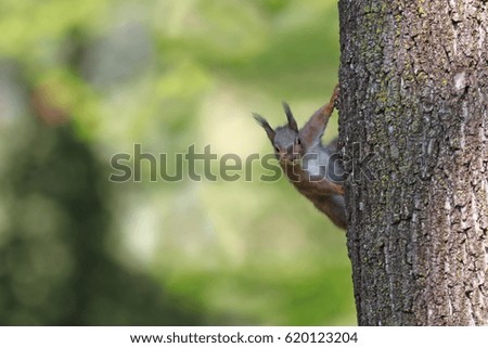 European red squirrel peeking from the side of a tree