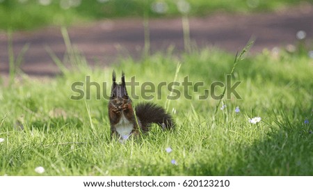 European red squirrel in grass with daisies by a path feeding on a nut