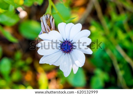 macro view of dimorphoteca ecklonis white flower in daylight in south africa