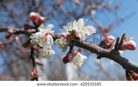 The first blossoming apricot flowers on spring branches in sunny weather on a background of blue sky and blurry tree branches close-up