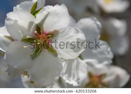 White apple blossoms very close-up