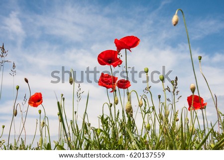 Poppie flowers on green grass blue sky and white clouds