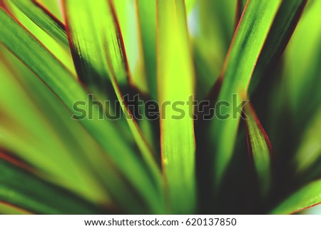 kentia palm tree leaves background semi blurred and in soft focus, vivid green with muted shadows