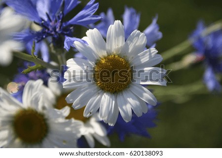 rye and daisy flowers in summer