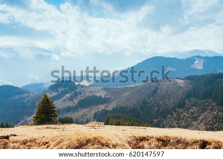 Bright hills and gorgeous scene of the alpine valley. Location place Carpathian Ukraine, Europe. Wonderful springtime wallpaper. Outdoor activity. Explore the world's beauty and wildlife.