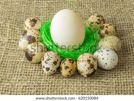 one white egg lying on the filler sisal green light green color surrounded by quail eggs on a wooden table covered with burlap