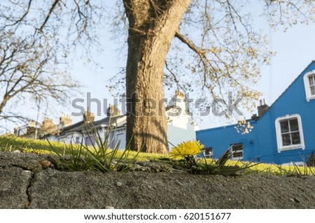 Close up picture of a dandelion flower with houses and tree with blossom in the background