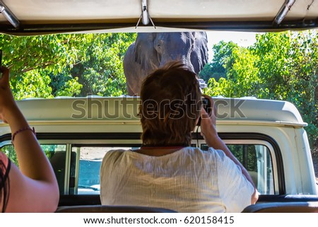 Happy elderly tourist woman takes pictures of an elephant from a special jeep for tourists. The concept of extreme and active tourism
