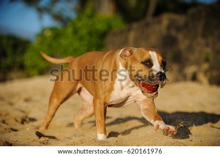 American Pit Bull Terrier dog running on beach with red ball