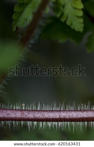 Prickly plant stem against a soft background macro
