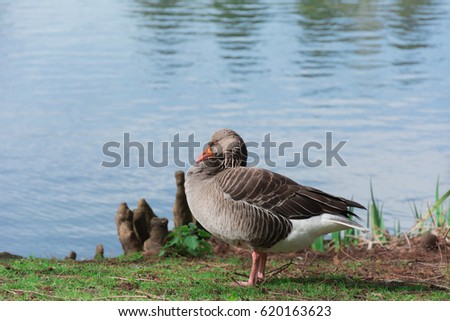 Amazing picture of Greylag geese n wilderness.
The image perfectly represents: Goose on grass,feeding, floating or on the side of water, goose in the lake, geese formation background or landscape.