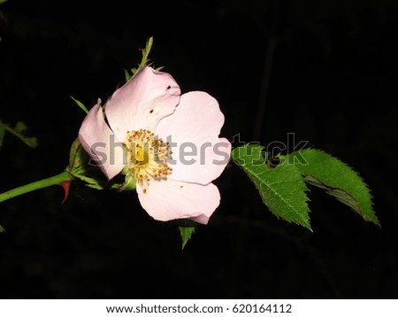Pink white flower