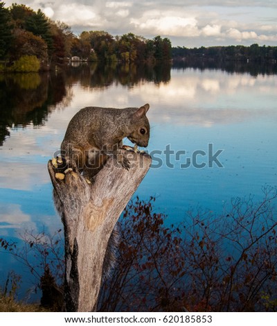 Grey squirrel perched on a stump in front of a lake eating a nut.