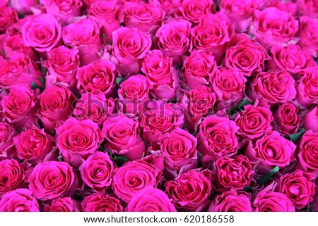 Fuchsia roses background