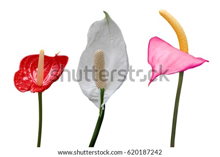 Flamingo Flower Collection isolated on white background Royalty-Free Stock Photo #620187242