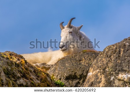 Mountain Goat (Oreamnos americanus) lying on a rock against a clear blue sky.