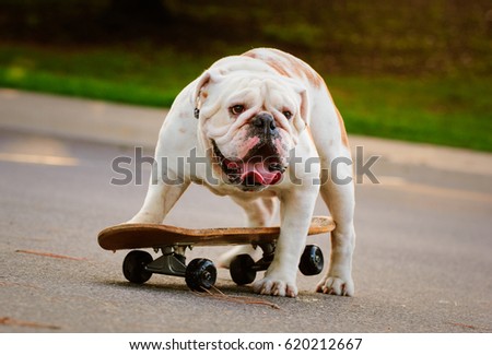 English Bulldog trying to get on skateboard