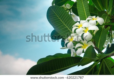 White plumeria(Frangipani) flowers is the national flower of Laos. Pumeria is tropical flower and blooming in Summer with leafs and blue sky background.