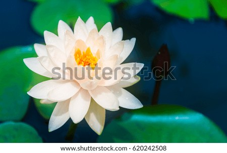 Lotus flower, Lotus flower in pond