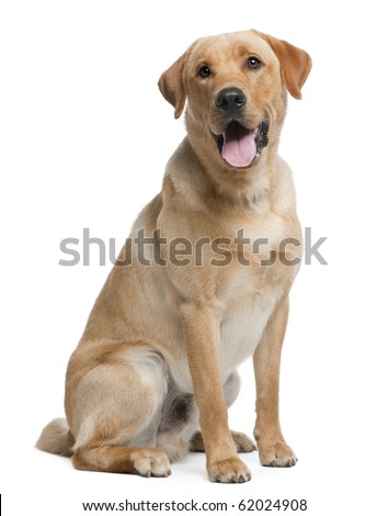 Labrador retriever, 12 months old, sitting in front of white background Royalty-Free Stock Photo #62024908