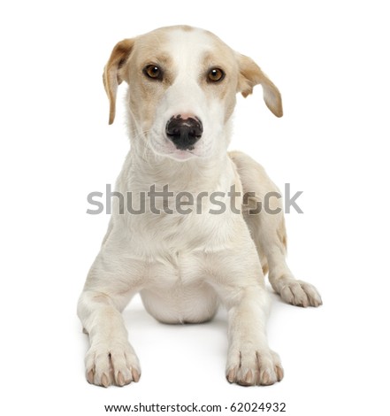 Ibizan hound, 12 months old, lying in front of white background Royalty-Free Stock Photo #62024932
