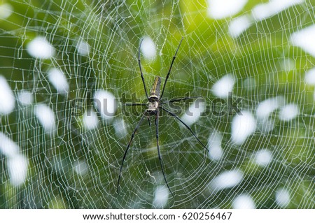 spider forest on net