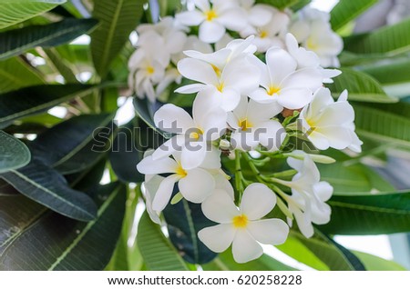 Plumeria flowers are white flowers. Popular home or park.
