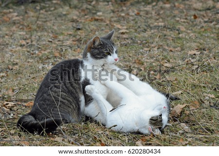 Cats playing outdoors
