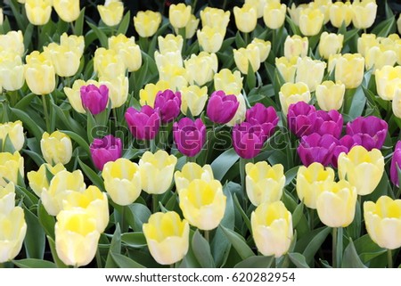 purple and yellow tulips bulb in garden background