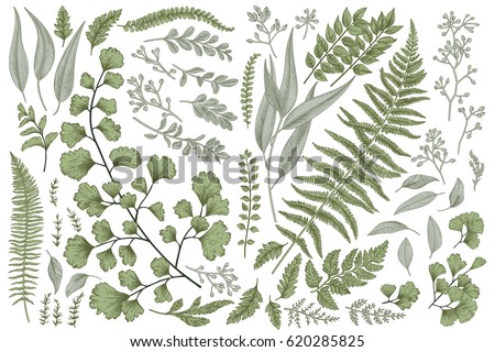Set with leaves. Botanical illustration. Fern, eucalyptus, boxwood. Vintage floral background. Vector design elements. Isolated.  Royalty-Free Stock Photo #620285825