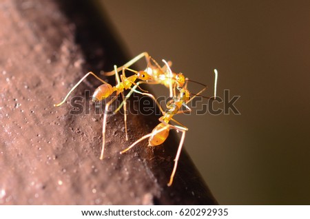 Yellow Crazy Ant(Anoplolepis gracilipes)